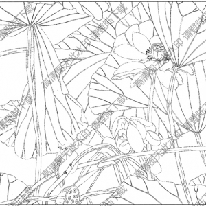 荷花白描線稿54高清圖片下載
