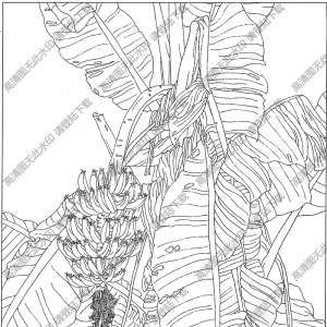 芭蕉白描圖片1高清下載