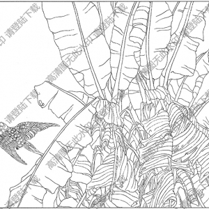芭蕉白描圖片3高清下載