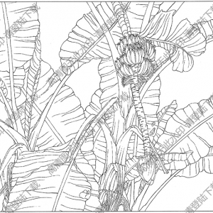 芭蕉線描畫12高清大圖下載