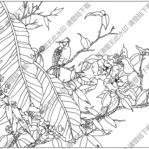 茶花白描圖片14高清下載