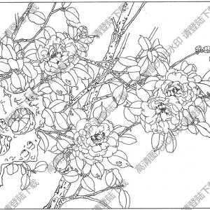 茶花白描圖片16高清下載