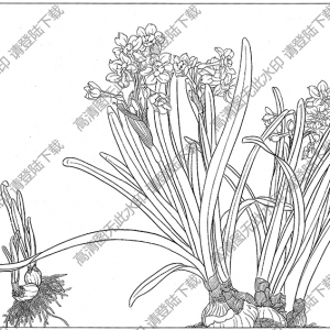 水仙花線描畫12高清大圖下載