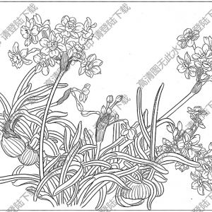 水仙花線描畫17高清大圖下載