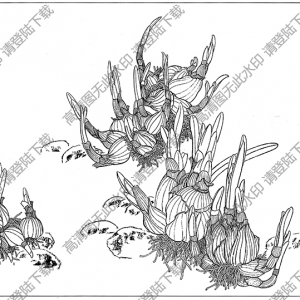 水仙花線描畫18高清大圖下載