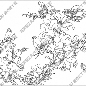 玉蘭線描畫底稿15高清大圖下載