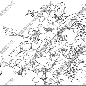 玉蘭線描畫底稿16高清大圖下載