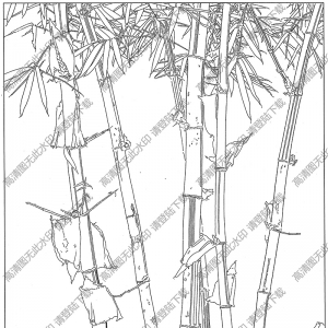 竹子白描圖片8高清下載